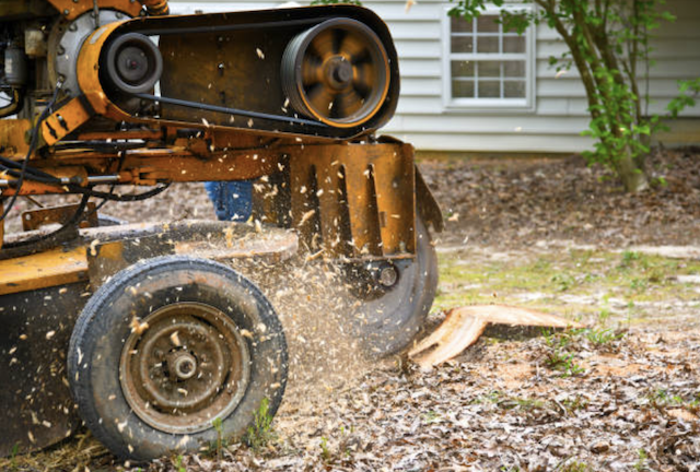 stump removal in Ocean Park